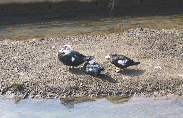 埼玉県加須市の排水路に怪鳥が現れた！