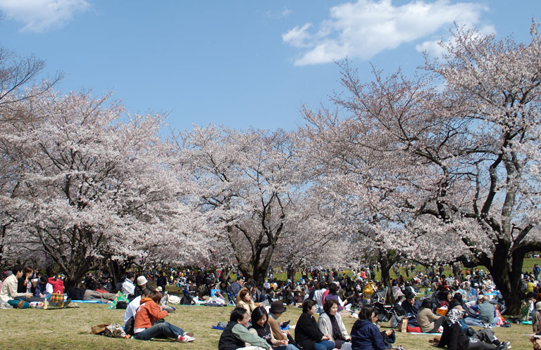 今年は早め？埼玉県各地の桜満開予測 2016