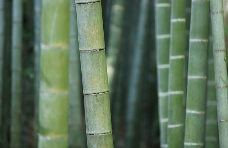 bamboo-919052_640