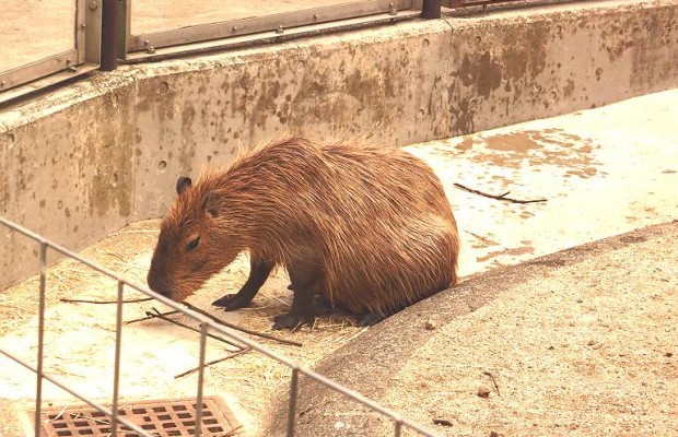 動物と自然に癒される！狭山市 智光山公園の魅力を全力レビュー！