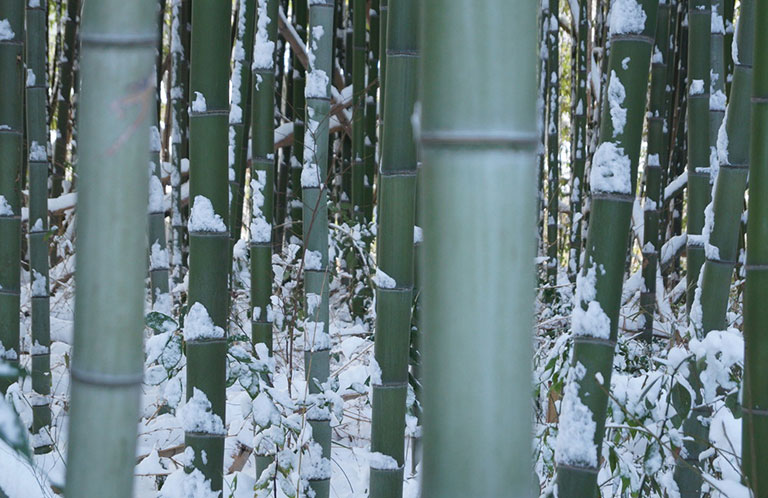 大雪っていうか竹の伐採で運転見合わせになる八高線