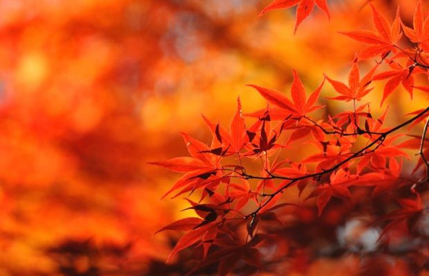秋限定の自然の芸術！埼玉県内の紅葉スポット8選