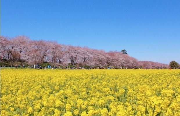 【2023 埼玉県のお花見】桜まつり・春まつり・イベント情報まとめ