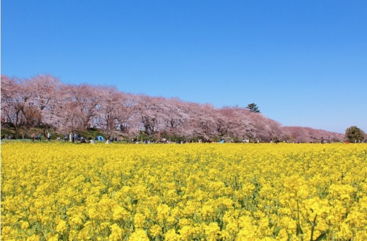 【2023 埼玉県のお花見】桜まつり・春まつり・イベント情報まとめ