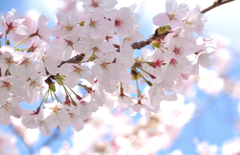 埼玉県の桜開花・満開予想(2023)と人気お花見スポット