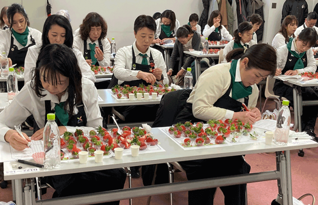 埼玉いちごの逆襲。こうして埼玉は全国一位のいちごを生み出した